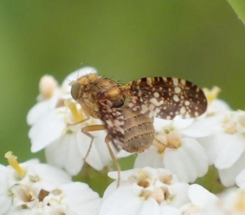 Réf. 199 417 : Oxyna flavipennis